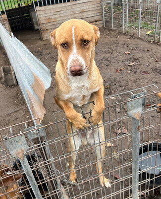 FINO - liebenswert und verschmust, lebenslustig, verspielt, gelehrig, lebhaft, Mischling - Rüde