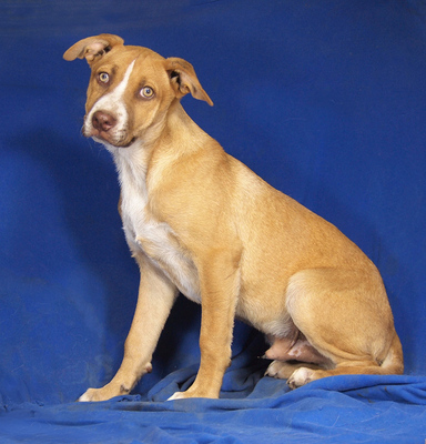 FINO - liebenswert und verschmust, lebenslustig, verspielt, gelehrig, lebhaft, Mischling - Rüde