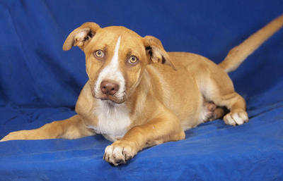 FINO - liebenswert und verschmust, lebenslustig, verspielt, gelehrig, lebhaft, Mischling - Rüde