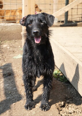 FIONA (einäugig) - freundlich, aktiv, lebendig, lebensfroh, neugierig, anfangs vorsichtig und zurückhaltend, Mischling (Video auf HP) - Hündin