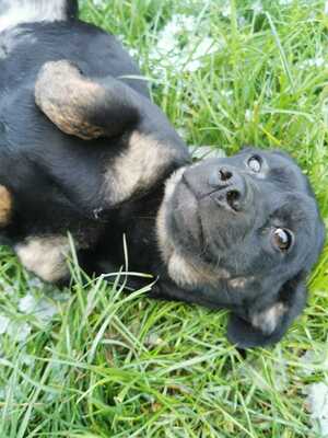 FIONA sucht ihr Lebensglück, Dackel-Mischling Welpen - Hündin