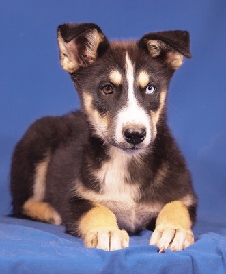 FITTI - R E S E R V I E R T !!!!! sehr freundlich und fröhlich, verschmust, neugierig, sehr lebhaft, aufmerksam, verspielt, katzenverträglich, Husky Mischling Welpen - Hündin