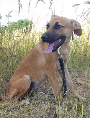 FLAME - ruhig, begeisterungsfähig, verschmust, anhänglich, neugierig, zunächst etwas ängstlich, Mischling - Hündin