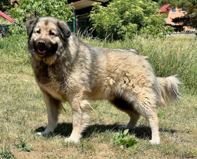 FLINT sucht Hundekenner - NOTFALL, FLINT sucht Hundekenner - NOTFALL - Rüde