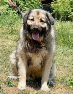 FLINT sucht Hundekenner - NOTFALL, FLINT sucht Hundekenner - NOTFALL - Rüde