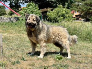 FLINT sucht Hundekenner - NOTFALL, FLINT sucht Hundekenner - NOTFALL - Rüde