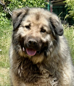 FLINT sucht Hundekenner - NOTFALL, FLINT sucht Hundekenner - NOTFALL - Rüde
