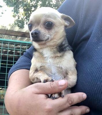 FLIP, Chihuahuamix - Rüde