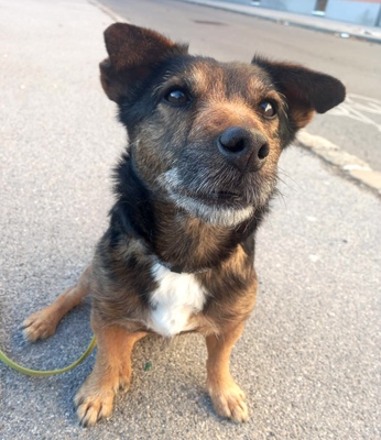 FLIPSI Findus, Mischling - Rüde