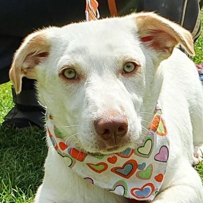 FLIX - Linares, Mischling kleinbleibend - unkastriert - Rüde