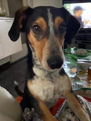 FLOKY, Basset-Dackelmix - Rüde