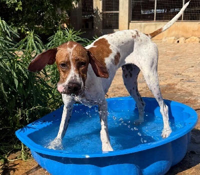 FLOR, Pointer - Hündin