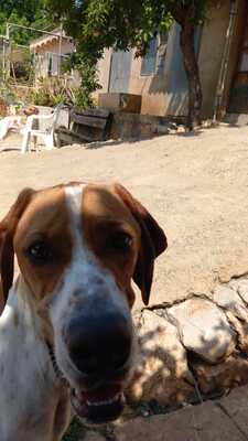 FLOR, Pointer - Hündin