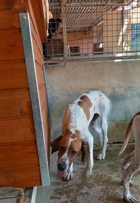 FLOR, Pointer - Hündin