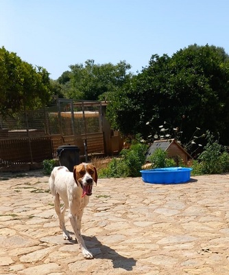 FLOR, Pointer - Hündin