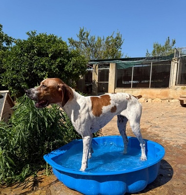 FLOR, Pointer - Hündin