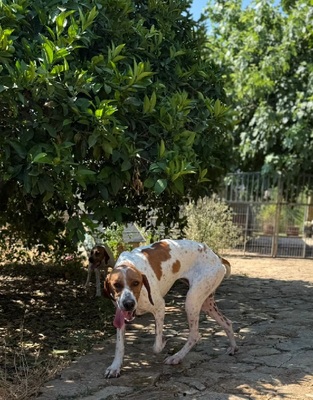 FLOR, Pointer - Hündin