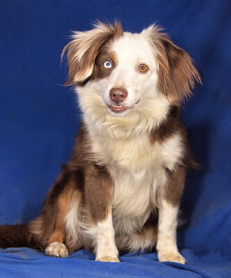 FLORA - sehr lieb und anhänglich, verschmust, sehr bewegungsfreudig, intelligent, anfangs etwas ängstlich, Mini Australian Shepherd - Hündin