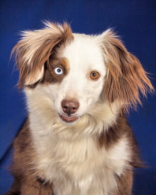 FLORA - sehr lieb und anhänglich, verschmust, sehr bewegungsfreudig, intelligent, anfangs etwas ängstlich, Mini Australian Shepherd - Hündin