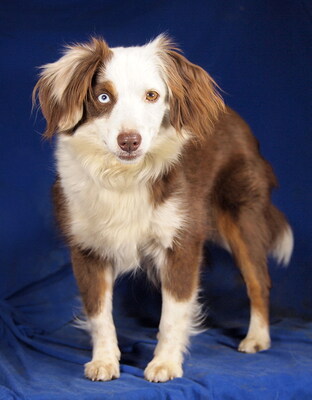 FLORA - sehr lieb und anhänglich, verschmust, sehr bewegungsfreudig, intelligent, anfangs etwas ängstlich, Mini Australian Shepherd - Hündin