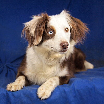 FLORA - sehr lieb und anhänglich, verschmust, sehr bewegungsfreudig, intelligent, anfangs etwas ängstlich, Mini Australian Shepherd - Hündin