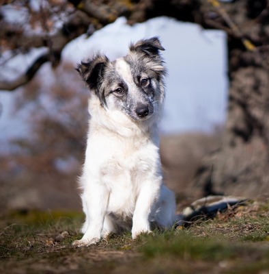 FLORETTA Flori, Sheltiemix - Hündin