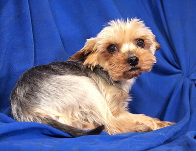 FLYER - R E S E R V I E R T !!!!! freundlich, etwas sensibel, verschmust, anhänglich, gelehrig, katzenverträglich, anfangs schüchtern, Yorkshire Terrier - Rüde