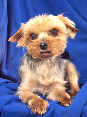 FLYER - freundlich, etwas sensibel, verschmust, anhänglich, gelehrig, katzenverträglich, anfangs schüchtern, Yorkshire Terrier - Rüde