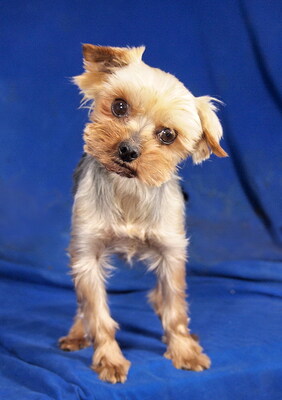 FLYER - freundlich, etwas sensibel, verschmust, anhänglich, gelehrig, katzenverträglich, anfangs schüchtern, Yorkshire Terrier - Rüde