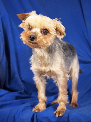 FLYER - freundlich, etwas sensibel, verschmust, anhänglich, gelehrig, katzenverträglich, anfangs schüchtern, Yorkshire Terrier - Rüde