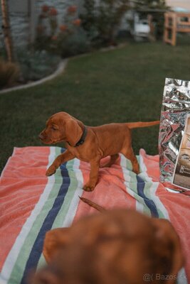 FOREVER-Zuhause gesucht für einen lieben 8 Monate alten Vizsla Rüden, Magyar Vizsla - Rüde