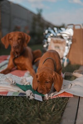 FOREVER-Zuhause gesucht für einen lieben 8 Monate alten Vizsla Rüden, Magyar Vizsla - Rüde