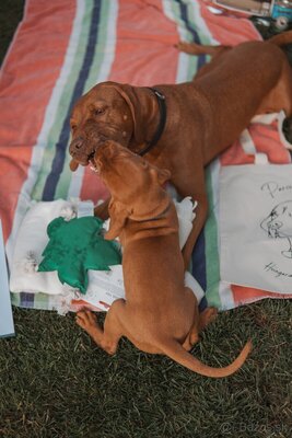 FOREVER-Zuhause gesucht für einen lieben 8 Monate alten Vizsla Rüden, Magyar Vizsla - Rüde