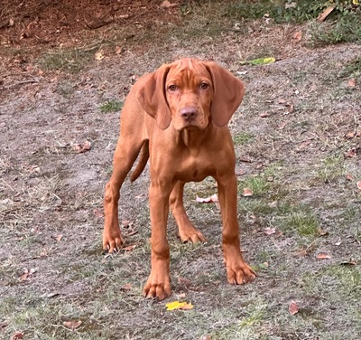 FOREVER-Zuhause gesucht für einen lieben 8 Monate alten Vizsla Rüden, Magyar Vizsla - Rüde