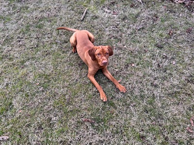 FOREVER-Zuhause gesucht für einen lieben 8 Monate alten Vizsla Rüden, Magyar Vizsla - Rüde