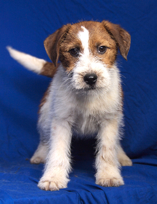 FOXI - sehr liebenswert, verschmust, fröhlich, neugierig, verspielt, lebhaft