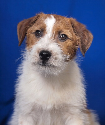 FOXI - sehr liebenswert, verschmust, fröhlich, neugierig, verspielt, lebhaft, Parson Russell Terrier Mischling Welpen - Rüde