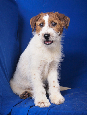 FOXI - sehr liebenswert, verschmust, fröhlich, neugierig, verspielt, lebhaft, Parson Russell Terrier Mischling Welpen - Rüde