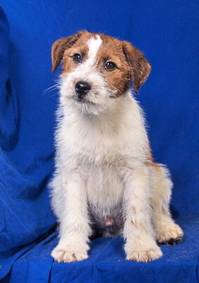 FOXI - sehr liebenswert, verschmust, fröhlich, neugierig, verspielt, lebhaft, Parson Russell Terrier Mischling Welpen - Rüde