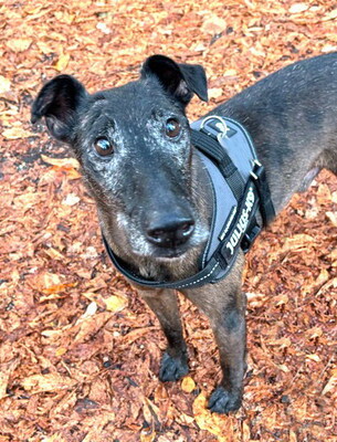 FOXY - sehr freundlich und menschenorientiert, sehr verschmust, fröhlich, klug, neugierig, lebhaft, als Zweithund zu einer Hündin, Foxterrier Mischling - Betreuungsplatz Wien - Rüde
