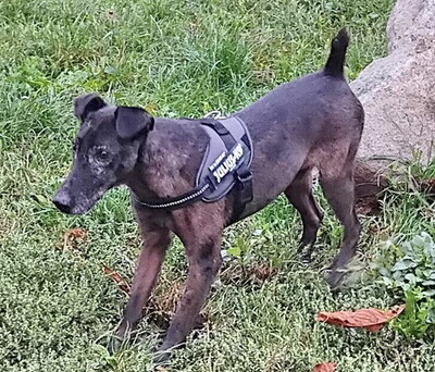 FOXY - sehr freundlich und menschenorientiert, sehr verschmust, fröhlich, klug, neugierig, lebhaft, als Zweithund zu einer Hündin, Foxterrier Mischling - Betreuungsplatz Wien - Rüde