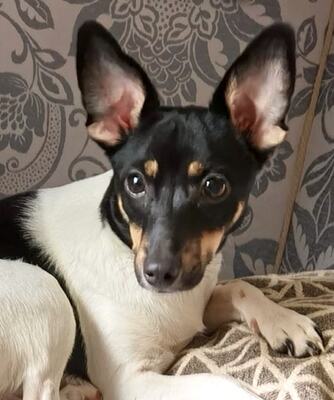 FRANZISKA Franzi, Jack Russellmix - Hündin