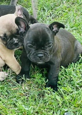 FRANZÖSISCHE BULLDOGGE - Rüde