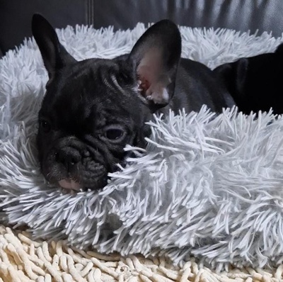 FRANZÖSISCHE BULLDOGGE Welpen - Hündin