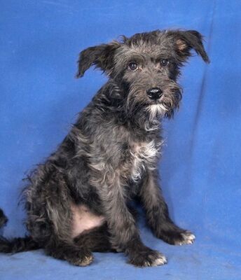 FREDDY - R E S E R V I E R T !!!!! sehr menschenbezogen und fröhlich, aktiv, verspielt, ausgesprochen gelehrig, katzenverträglich, Mischling - Rüde