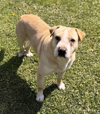 FREDDY - sehr freundlich und verschmust, bewegungsfreudig, fröhlich, anhänglich, ausgesprochen lernfreudig, verspielt