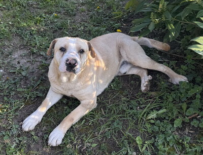 FREDDY - sehr freundlich und verschmust, bewegungsfreudig, fröhlich, anhänglich, ausgesprochen lernfreudig, verspielt, Shar Pei Mischling (Video auf HP) - Betreuungsplatz NÖ - Rüde