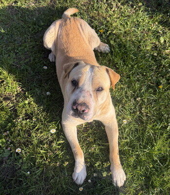 FREDDY - sehr freundlich und verschmust, bewegungsfreudig, fröhlich, anhänglich, ausgesprochen lernfreudig, verspielt, Shar Pei Mischling (Video auf HP) - Betreuungsplatz NÖ - Rüde