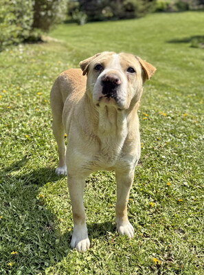 FREDDY - sehr freundlich und verschmust, bewegungsfreudig, fröhlich, anhänglich, ausgesprochen lernfreudig, verspielt, Shar Pei Mischling (Video auf HP) - Betreuungsplatz NÖ - Rüde