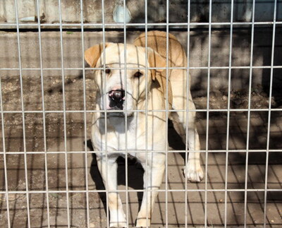 FREDDY - sehr freundlich, verschmust, temperamentvoll, fröhlich, anhänglich, ausgesprochen lernfreudig, als Zweithund nur zu einer Hündin, Mischling (Video auf HP) - Rüde